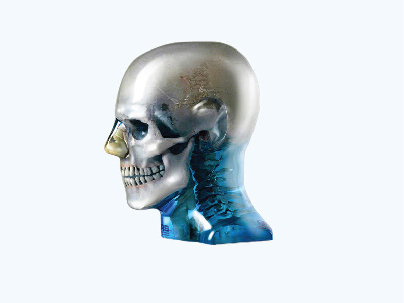 ATOM Max Dental & Diagnostic Head Phantom